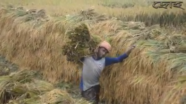 কৃষকের ভাগ্য ভাসছে আম্পানের জলে
