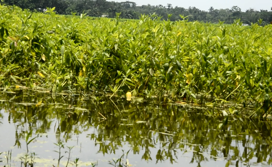 খোকসায় কৃষকদের আহাজারি