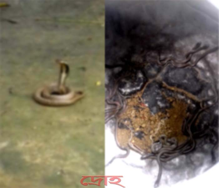 খোকসায় ২৫ বাচ্চাসহ মা গোখরা আটক Saper-Dro-p-7-9-11