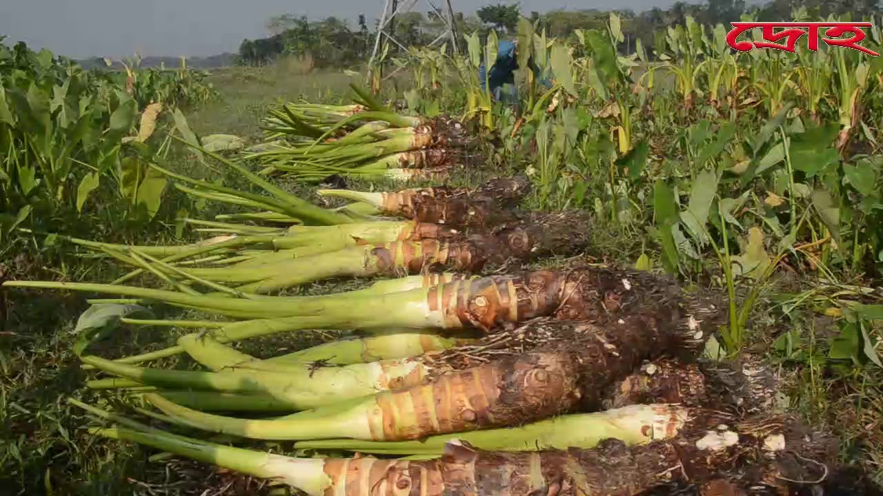 নিঃস্ফলা জমির ফসল সোনা মুখি কচু