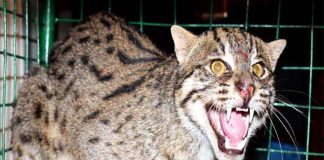 কৃষকের ফাঁদে ধরা পড়লো মেছো বাঘ