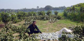 খোকসায় কৃষকের পেয়ারা গাছ কেটে দিল জমির মালিক