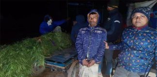 কুমারখালীতে গাঁজা চাষী আটক