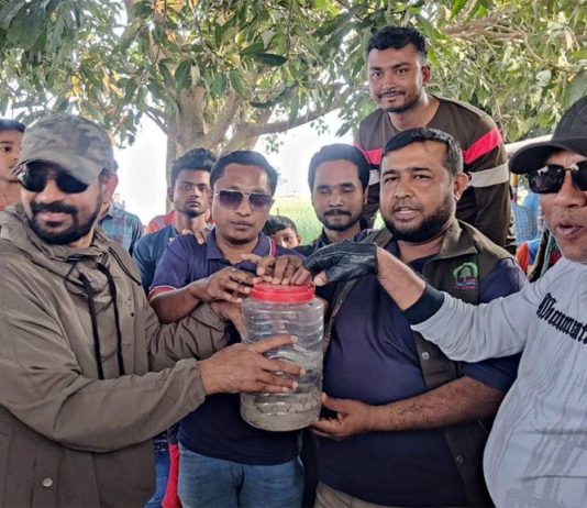 গড়াই নদীর পাড় থেকে রাসেল ভাইপার সাপ উদ্ধার
