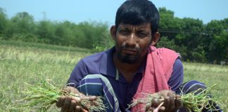 লোকসানের ভয়ে জমি থেকে পেঁয়াজ তুলছেন না কৃষক