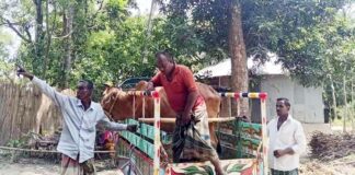 গরুর সঙ্গে শক্রুতা