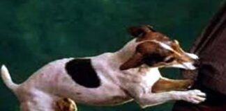 কালীগঞ্জে পাগলা কুকুরের কামড়ে অর্ধশত নারী ও শিশু আহত