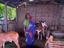 খোকসার এক বিধবার সব স্বপ্ন বিষে মলিন