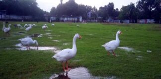 ধবল রাজহঁংস