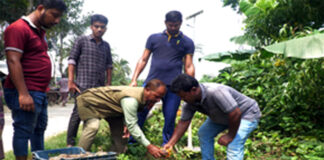 ঝিনাইদহে দুই হাজার তালবীজ বিতরণ