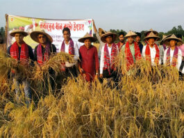 খোকসায় আমন ধান কাটার উদ্বোধন