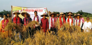 খোকসায় আমন ধান কাটার উদ্বোধন