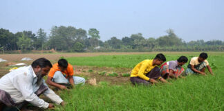 শীতের পেঁয়াজের চারা