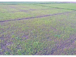 শৈলকুপায় রাতের আঁধারে কৃষকের পেঁয়াজ চারা নিধন