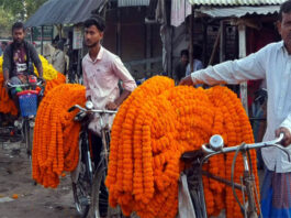ঝিনাইদহের ফুল চাষীরা লোকসান গুনছেন