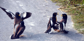 ওদের মন ভালো নেই