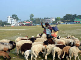 ভেড়া পালনেই ভাগ্য ফিরেছে জহর আলীর