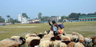 ভেড়া পালনেই ভাগ্য ফিরেছে জহর আলীর