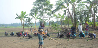 শীতকালীন পেয়াজ রোপণ