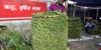 পানের কদর বেড়েছে