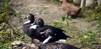 রোদ পোহানো