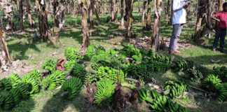 শৈলকুপায় কৃষকের কাঁচা কলা কেটে দিয়েছে প্রতিপক্ষ