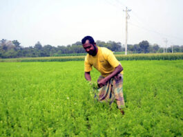 কৃষকের কালো সোনার ক্ষেতে ঢলেপরা রোগের হানা