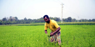 কৃষকের কালো সোনার ক্ষেতে ঢলেপরা রোগের হানা