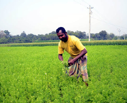 কৃষকের কালো সোনার ক্ষেতে ঢলেপরা রোগের হানা
