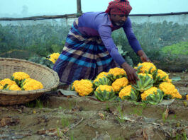 রঙিন ফুলকফি আবাদের সম্ভাবনার কথা জানালেন কৃষক