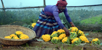 রঙিন ফুলকফি আবাদের সম্ভাবনার কথা জানালেন কৃষক