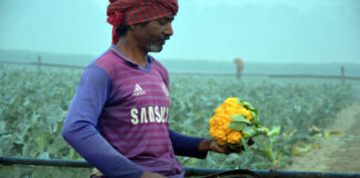 রঙিন কপি, নতুন স্বপ্ন