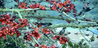 শিমুল বনের পাখিরা