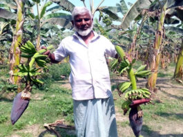 ফসলের সাথে শত্রুতা