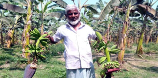 ফসলের সাথে শত্রুতা