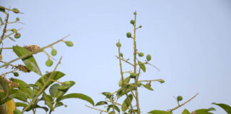 আমের গুটি