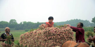 ফসলের হাসি