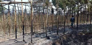 ভেড়ামারায় ৬০ বিঘা জমির পানের বরজ আগুনে পুড়ল