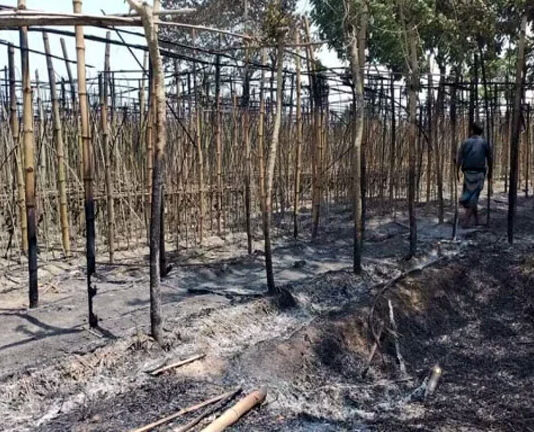 ভেড়ামারায় ৬০ বিঘা জমির পানের বরজ আগুনে পুড়ল