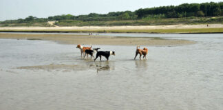 পানির খোঁজে পশুরা