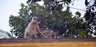 মায়ের সাথে খুনসুটি