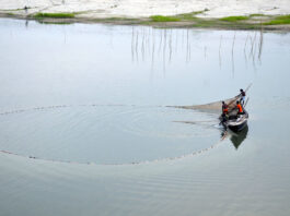 দেশী প্রজাতের মাছের সন্ধানে