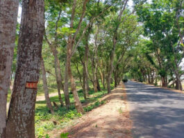 জিকে সড়কের গাছ কাটায় প্রতিবাদে ফুসে উঠেছে এলাকার মানুষ