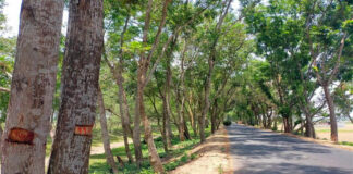 জিকে সড়কের গাছ কাটায় প্রতিবাদে ফুসে উঠেছে এলাকার মানুষ