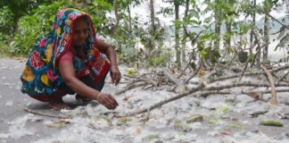 শিমুল তুলা