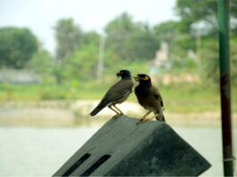 খাবার নিয়ে অপেক্ষা