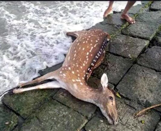 ঘূর্ণিঝড় রেমাল: সুন্দরবনে হরিণসহ মৃতপ্রাণির সংখ্যা একশো ছাড়িয়েছে