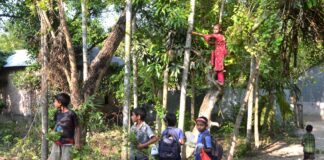 বহলা’র ফল ও দূরন্ত শৈশব