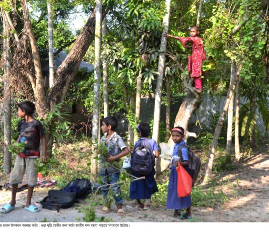 বহলা’র ফল ও দূরন্ত শৈশব