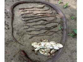 মা সহ ১৪ টি গোখরা সাপ পিটিয়ে মারলো গ্রামবাসী